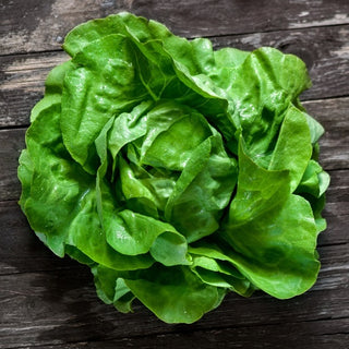 BIO Lattuga Regina di Maggio - Precoce, burrosa, naturale - Semi Premium