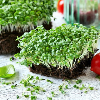 Microgreens - Basilico - Foglie verdi per insalate - Ocimum basilicum - 100 g - Semi Premium
