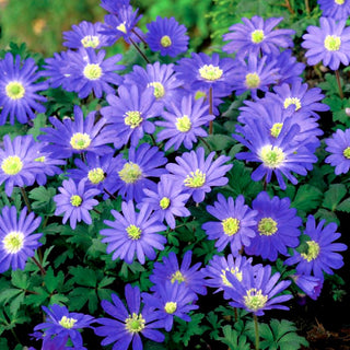 Anemone blanda - Blue Shades - Resistente al gelo e alle condizioni difficili - 8 bulbi