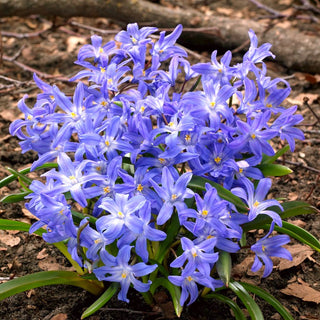 Chionodoxa luciliae - Primo suggestivo soffio di primavera - 10 bulbi