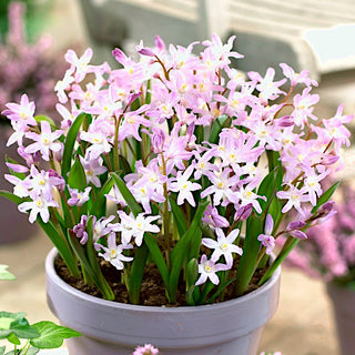 Chionodoxa forbesii - Pink Giant - Eleganza naturale in tonalità pastello - 10 bulbi