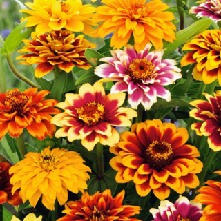 Zinnia haageana - Persian Carpet Miscuglio - Atmosfera orientale in giardino - Zinnia haageana
