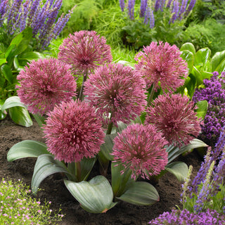 Allium nevskianum - Pianta resistente e straordinaria