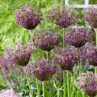 Allium - Miami - Fascino unico del giardino estivo - 3 bulbi
