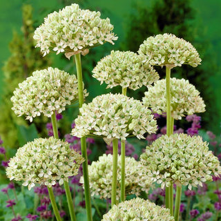 Allium - nigrum - Fascino senza tempo del giardino - 3 bulbi