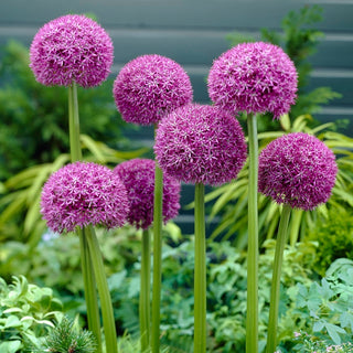 Allium - Pinball Wizard - Ideale per il reciso e per i vasi