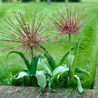 Allium schubertii - Infiorescenze ampie e slanciate
