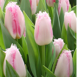 Tulipano - Edinburgh - Tulipa - Bordo decorativo e raffinato dei petali - 5 bulbi