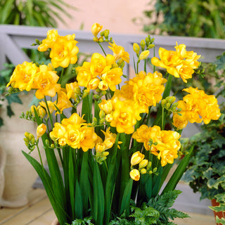 Fresia doppia - giallo - Freesia - Accento intenso e caldo - 10 bulbi