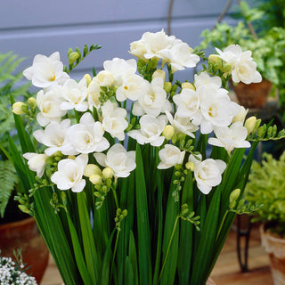Fresia doppia - Bianco - Freesia - Bianco puro e luminoso - 10 bulbi