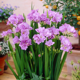 Fresia doppia - Viola - Freesia - Colore intenso e raffinato - 10 bulbi