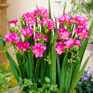 Fresia doppia - rosa - Freesia - Decorazione romantica per il giardino - 10 bulbi