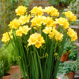Fresia semplice - Giallo - Freesia - Profumo delicato e piacevole - 10 bulbi