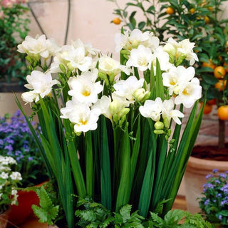 Fresia semplice - Bianco - Freesia - Crea composizioni eleganti - 10 bulbi