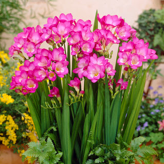 Fresia semplice - rosa - Freesia - tonalità delicata e romantica - 10 bulbi
