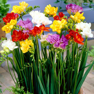 Fresia doppia - Miscela di colori - Freesia - Ideale per bouquet di recisi - 10 bulbi