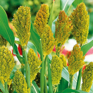 Sorgo Nero - Effetto scenografico, pannocchie scure e decorative - Sorghum nigrum - Semi Premium