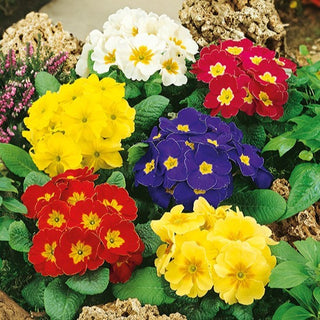 Primula dei Giardini - Infiorescenze ad ombrello per bordure - Primula acaulis