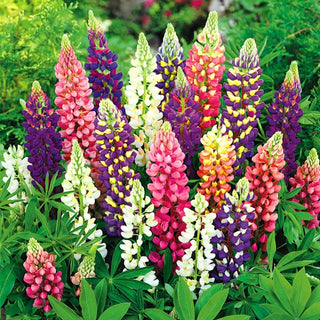 Lupino - Festival - Nana Miscuglio - Varietà ornamentale da giardino - Lupinus polyphyllus