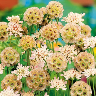 Scabiosa stellata - Accento originale nella bordura - Scabiosa stellata - Semi Premium