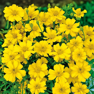 Tagete - Favourite - Calore dei fiori per tutta l’estate - Tagetes patula