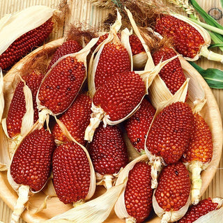 Mais Ornamentale - Strawberry Corn - Varietà unica, ispirazione colorata per decorazioni - Semi Premium
