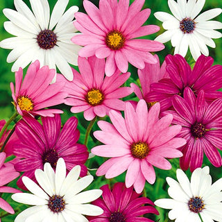 Margherita Africana - Miscuglio - Fioritura dalla primavera all’autunno - Osteospermum ecklonis - Semi Premium