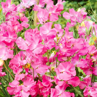 Pisello Odoroso - Rosa - Accento pastello tra il verde - Lathyrus odoratus