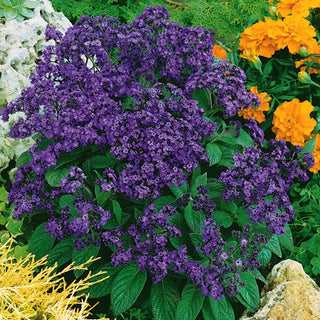 Eliotropio del Perù - Profumo di vaniglia in giardino - Heliotropium arborescens - Semi Premium
