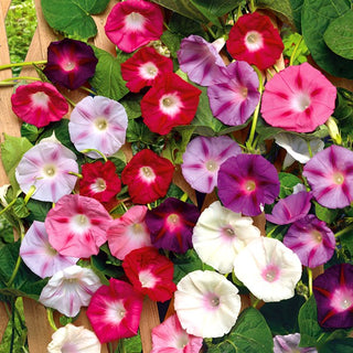 Ipomoea - Fiori Bicolori - Spettacolare e perfetta per recinzioni - Ipomoea tricolor