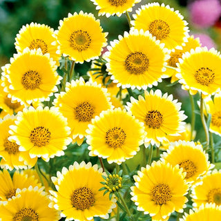 Layia platyglossa - Fascino leggero delle praterie in giardino - Layia platyglossa - Semi Premium