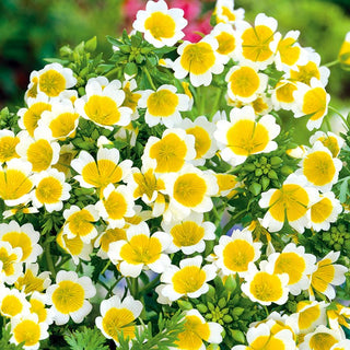 Limnanthes douglasii - Pianta mellifera a fioritura intensa - Limnanthes douglasii - Semi Premium