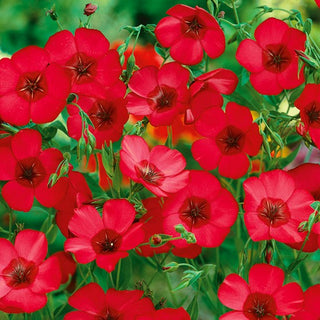 Lino a Fiori Grandi - Rosso - Decorazione leggera per il giardino - Linum grandiflorum - Semi Premium