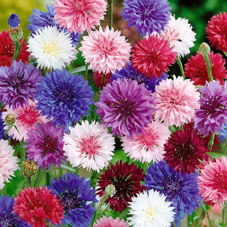 Fiordaliso - Fiori di campo, miscela colorata per api - Centaurea cyanus - Busta Grande - 100 g - Semi Premium