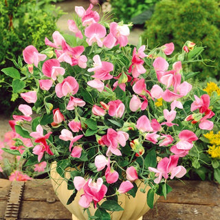 Pisello Odoroso - Pink Cupid - Fiori rosa pastello - Lathyrus odoratus