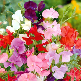 Pisello Odoroso - Mammoth Miscuglio - Dimensioni spettacolari e profumo intenso - Lathyrus odoratus
