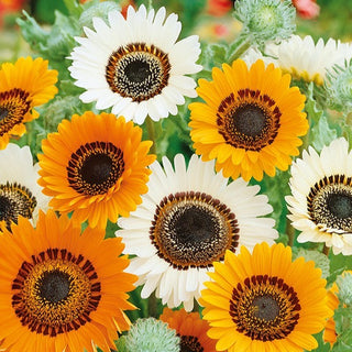 Venidium - Fiori grandi, intensi, spettacolari - Venidium fastuosum - Semi Premium