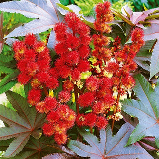 Ricino - foglie rosse - Aspetto spettacolare, facile da coltivare - Ricinus communis - Semi Premium