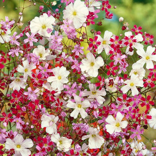 Gypsophila elegans - Miscuglio - Tavolozza gioiosa di colori aiuola - Gypsophila elegans