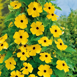 Susanna Dagli Occhi Neri - Giallo - Rampicante a crescita rapida dall’estate all’autunno - Thunbergia alata - Semi Premium
