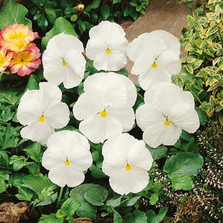 Viola del Pensiero - Mont Blanc - Semplice e puro - effetto di armonia - Viola ×wittrockiana