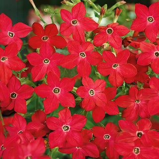 Tabacco Ornamentale - Crimson Bedder - Colore intenso, profumo dolce - Nicotiana alata