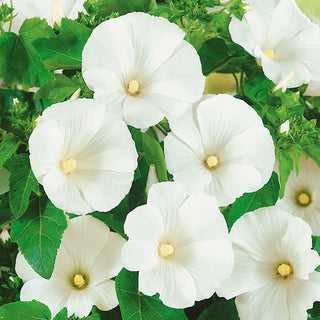 Malva Regina - Bianco - Fiori splendenti dall’estate all’autunno - Lavatera trimestris - Semi Premium