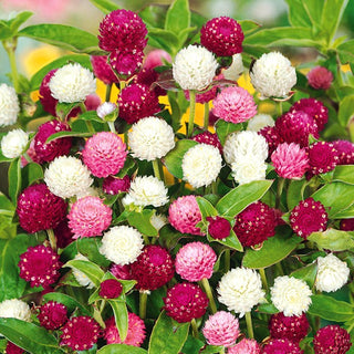 Gomphrena Globosa - Miscuglio - Sfere floreali in una vasta gamma di colori - Gomphrena globosa