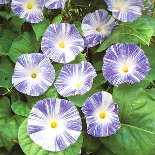 Ipomoea - Flying Saucers (Arlequin) - Fiori originali tricolore - Ipomoea tricolor