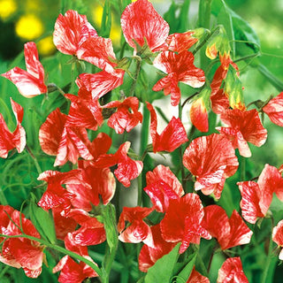Pisello Odoroso - Old Spice America - Lungo periodo di fioritura, rampicante ornamentale - Lathyrus odoratus