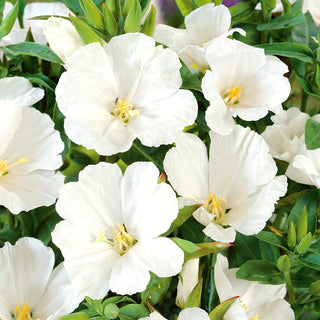 Godezia - Bianco - Decorazione delicata e classica per aiuole - Godetia grandiflora