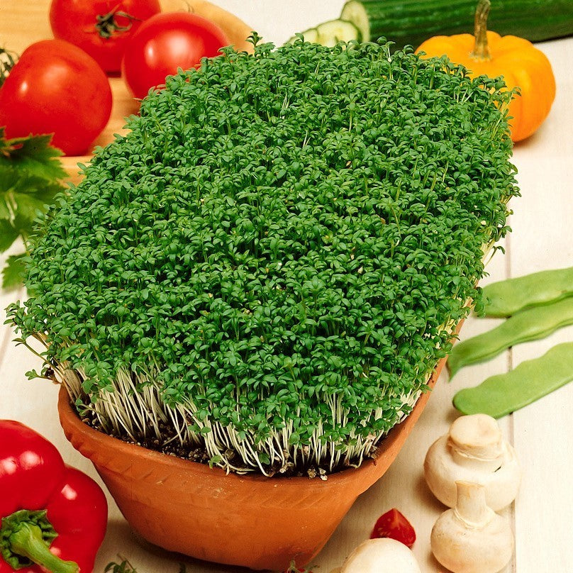 Crescione - Fonte di vitamine, aggiunta rinfrescante ai panini - Lepid ...