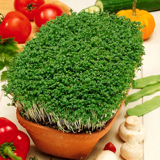 Crescione - Ricchezza ideale di vitamine - 500 g