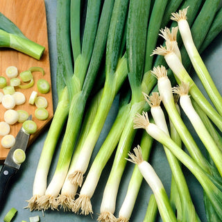 Kroll Bunching Onion - Easy to Grow, Perfect for Salads - Premium Seeds